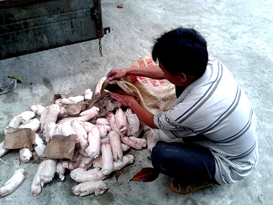 Bắt giữ hơn 600 kg nội tạng gia súc nhập lậu Bắt giữ hơn 600 kg nội tạng gia súc nhập lậu