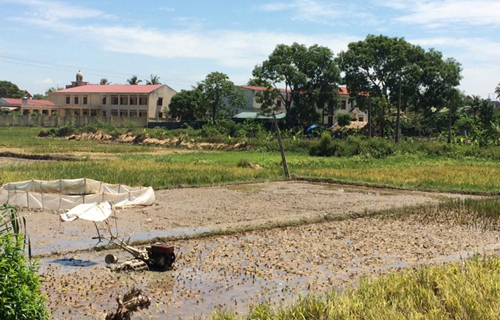 Thửa ruộng nơi người n&ocirc;ng d&acirc;n Thanh H&oacute;a gặp nạn tử vong