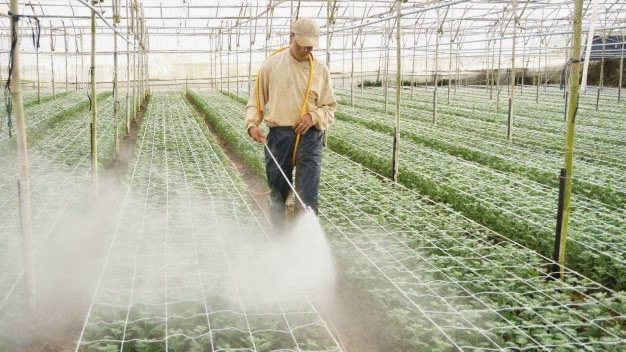 An Giang th&uacute;c đẩy n&acirc;ng cao năng suất chất lượng c&acirc;y giống rau