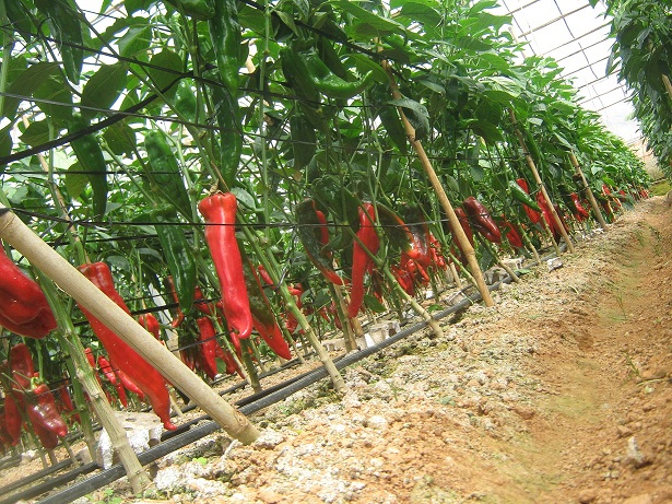 N&ocirc;ng nghiệp c&ocirc;ng nghệ cao đang ng&agrave;y c&agrave;ng tạo ra sản phẩm n&ocirc;ng sản chất lượng cao, đ&aacute;p ứng nhu cầu của thị trường, cạnh tranh tốt hơn kh&ocirc;ng chỉ tr&ecirc;n s&acirc;n nh&agrave; m&agrave; c&ograve;n ở thị trường thế giới.