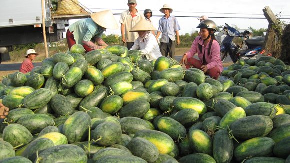 N&ocirc;ng giản giảm gi&aacute; thảm hại đổ bỏ khắp nơi