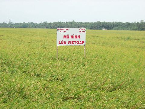 Nhiều c&aacute;nh đồng VietGAP đ&atilde; được nh&acirc;n rộng trong cả nước