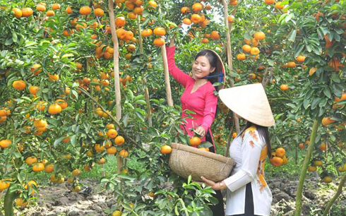 Lai N&ocirc;ng d&acirc;n Lai Vung đều c&oacute; chung t&acirc;m trạng phấn khởi khi vườn qu&yacute;t hồng sau nh&agrave; năm nay &ldquo;tr&uacute;ng đậm&rdquo;.