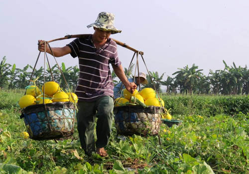 B&agrave; con n&ocirc;ng d&acirc;n lai Vung l&atilde;i h&agrave;ng trăm triệu đồng nhờ được m&ugrave;a dưa l&ecirc; v&agrave;ng