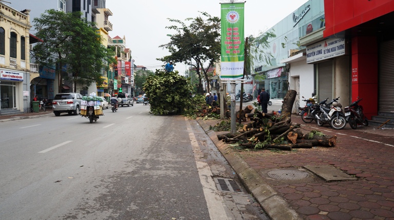 Cây xanh đường nguyễn thái học bị chặt Cây xanh đường nguyễn thái học bị chặt