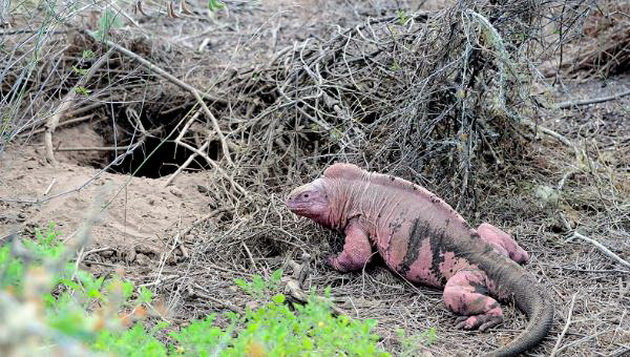 N&uacute;i lửa ở Galapagos phun tr&agrave;o sau 33 năm ngưng hoạt động