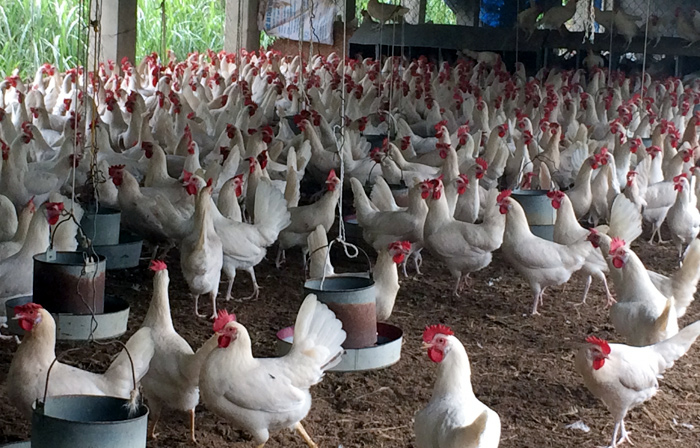 Tỉnh Vĩnh Ph&uacute;c đ&atilde; đầu tư x&acirc;y dựng một &ldquo;khu c&ocirc;ng nghiệp&rdquo; chuy&ecirc;n nu&ocirc;i g&agrave; tại th&ocirc;n Ph&uacute; Ninh, x&atilde; Thanh Văn (huyện Tam Dương) với diện t&iacute;ch 36,5ha.