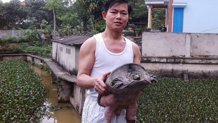 H&agrave; Tiến H&ugrave;ng ở tổ 28, phường Y&ecirc;n Ninh, Y&ecirc;n B&aacute;i đ&atilde; sở hữu ao ba ba trị gi&aacute; cả tỷ đồng v&agrave; mỗi năm l&atilde;i 500 triệu đồng