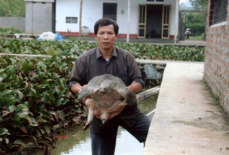 Nhiều hộ d&acirc;n th&agrave;nh c&ocirc;ng nhờ nu&ocirc;i ba ba gai thương phẩm