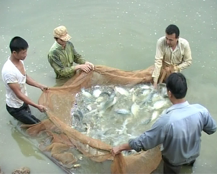 Nu&ocirc;i c&aacute; r&ocirc; thương phẩm
