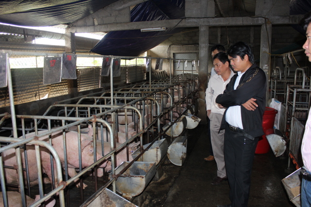 Nuôi lợn cho năng suất và chất lượng cao tại Thừa Thiên Huế Nuôi lợn cho năng suất và chất lượng cao tại Thừa Thiên Huế