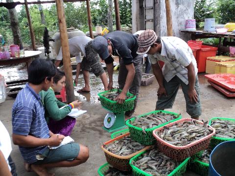 Nu&ocirc;i t&ocirc;m nước lợ theo ti&ecirc;u chuẩn VietGAP