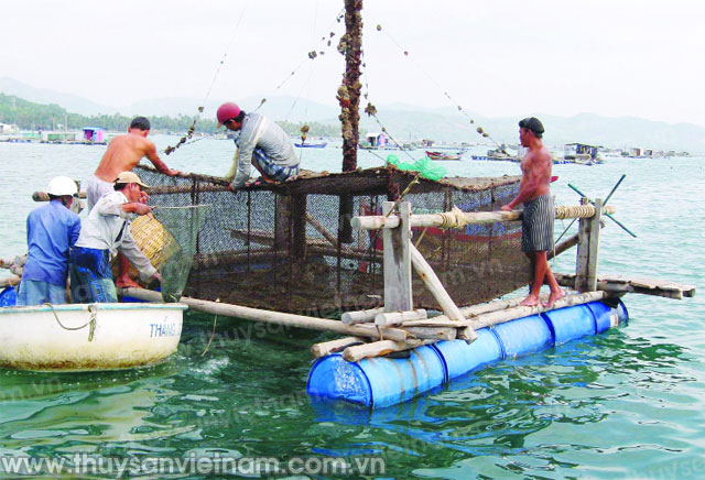 kỹ thuật ương t&ocirc;m h&ugrave;m