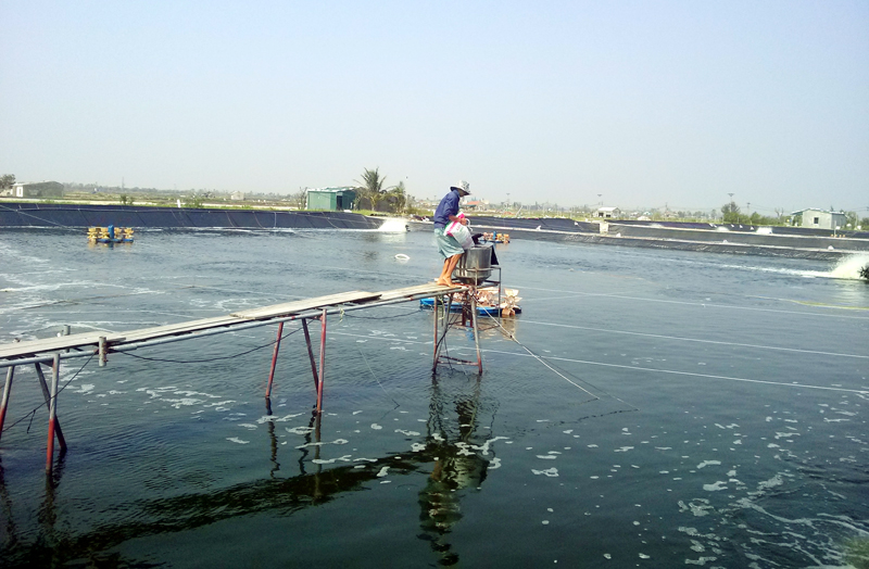 Nu&ocirc;i t&ocirc;m theo h&igrave;nh thức c&ocirc;ng nghiệp tại gia đ&igrave;nh &ocirc;ng B&ugrave;i Ngọc Li&ecirc;m, khu 9, phường Hải Ho&agrave;.