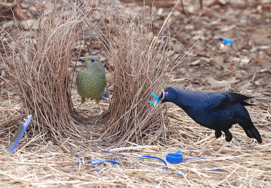 Chim bowerbird- những nghệ sĩ đa t&agrave;i