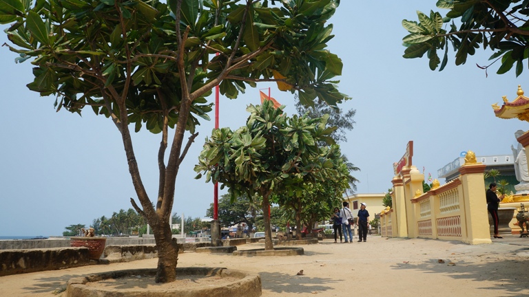 c&acirc;y b&agrave;ng vu&ocirc;ng tr&ecirc;n đảo l&yacute; sơn