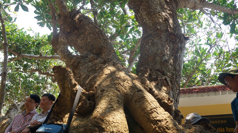 ch&ugrave;a Hang L&yacute; Sơn