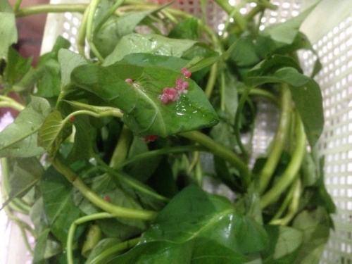 Trước đ&oacute;, tr&ecirc;n mạng x&atilde; hội cũng từng xuất hiện trường hợp kh&aacute;ch h&agrave;ng ph&agrave;n n&agrave;n v&igrave; nồi lẩu đang ăn th&igrave; rau c&ograve;n nguy&ecirc;n trứng ốc bươu v&agrave;ng