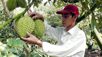 Tiền Giang: Kỹ thuật trồng sầu ri&ecirc;ng nghịch vụ thu lợi nhuận cao