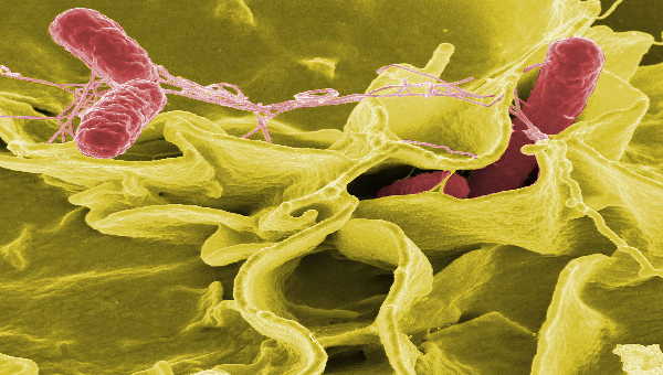 vi khuẩn salmonella g&acirc;y nhiễm khuẩn