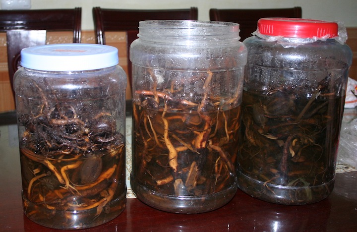 rượu ng&acirc;m c&acirc;y thuốc phiện 