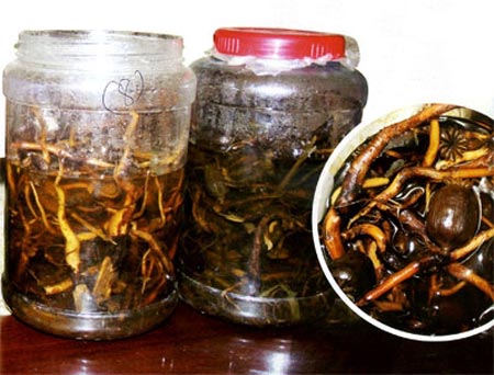 rượu ng&acirc;m c&acirc;y thuốc phiện 
