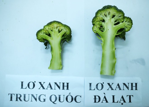 Ph&acirc;n biệt s&uacute;p lơ Trung Quốc v&agrave; s&uacute;p lơ Việt Nam