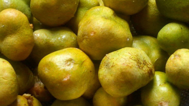 Nhận biết quả chay ch&iacute;n