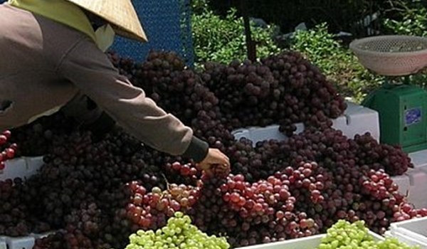 Nhiều tiểu thương bu&ocirc;n nho cho biết nho xanh Ninh Thuận l&agrave; loại c&oacute; hạt, vị hơi chua