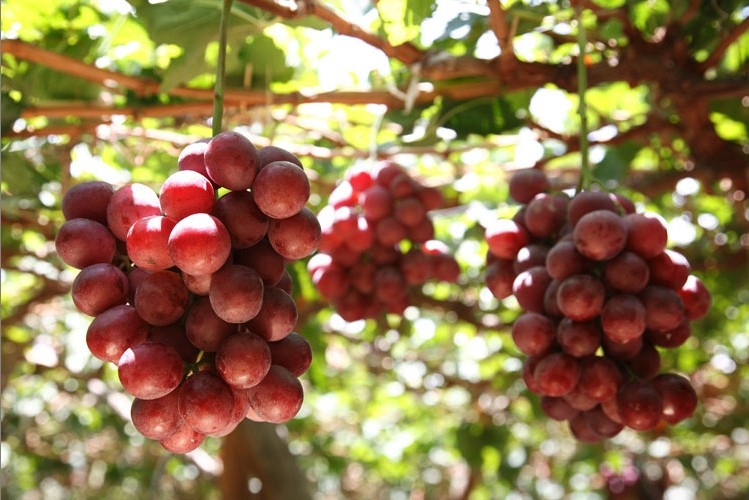 C&aacute;ch ph&acirc;n biệt nho Ninh Thuận v&agrave; nho Trung Quốc đơn giản nhất