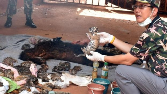 &Iacute;t nhất 40 x&aacute;c hổ non đ&atilde; được t&igrave;m thấy tại ch&ugrave;a Hổ. Ảnh: CNN