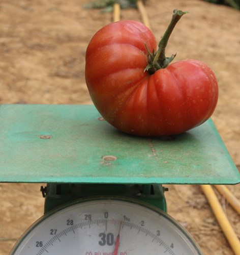 Mỗi quả c&agrave; chua Đ&agrave; Lạt khổng lồ n&agrave;y nặng tới gần 1kg