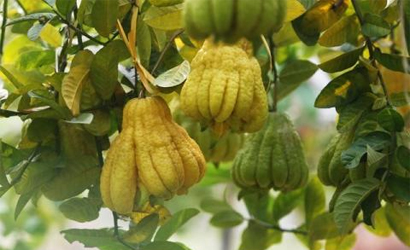B&agrave;i thuốc chữa đau bụng kinh từ quả phật thủ rất c&oacute; t&aacute;c dụng