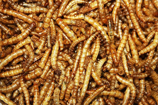 Phát minh độc đáo về loại đậu phụ mới này có thành phần chính từ Sâu bột (Tenebrio molitor)