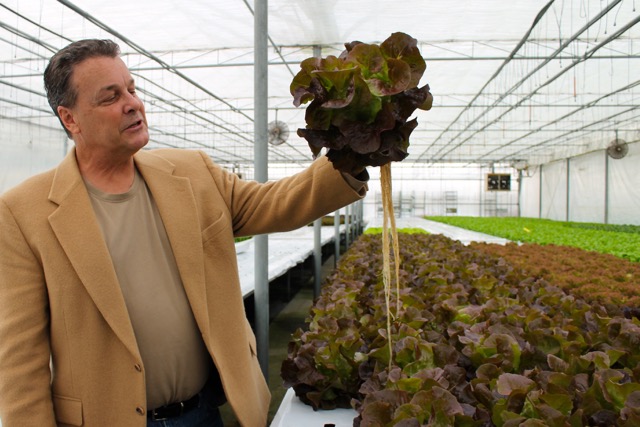 Ông Gabrielsen và những bó rau diếp được trồng theo phát minh mới về phương pháp hydroponics Ông Gabrielsen và những bó rau diếp được trồng theo phát minh mới về phương pháp hydroponics