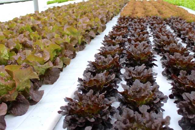 Hydropononics được coi là phát minh mới về phương pháp trồng rau không cần đất và cho người trồng thu nhiều hoa lợi hơn Hydropononics được coi là phát minh mới về phương pháp trồng rau không cần đất và cho người trồng thu nhiều hoa lợi hơn