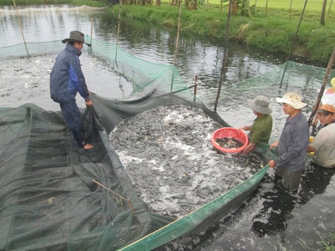 Trời nắng n&oacute;ng c&ugrave;ng những cơn mưa bất ngờ thường khiến thủy sản dễ bị mắc nhiều bệnh truyền nhiễm g&acirc;y giảm năng suất