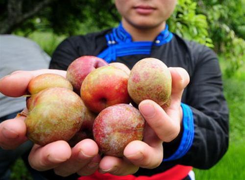 Ph&ograve;ng chống ung thư nhờ chất chống oxi h&oacute;a trong mận