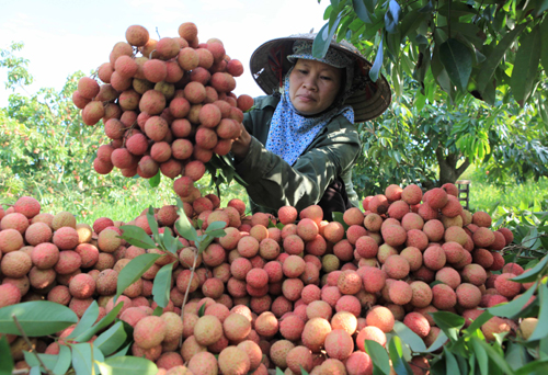 Quả vải kh&ocirc;ng chỉ ph&ograve;ng chống ung thư m&agrave; c&ograve;n gi&agrave;u dinh dưỡng