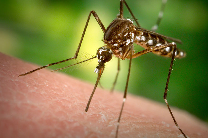 C&oacute; rất nhiều c&aacute;ch đơn giản, an to&agrave;n v&agrave; hiệu quả để diệt muỗi Aedes truyền virus Zika ăn n&atilde;o người