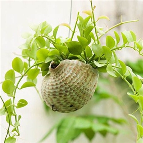 Những loại c&acirc;y d&acirc;y leo sẽ sẽ h&acirc;́p thu năng lượng của con người
