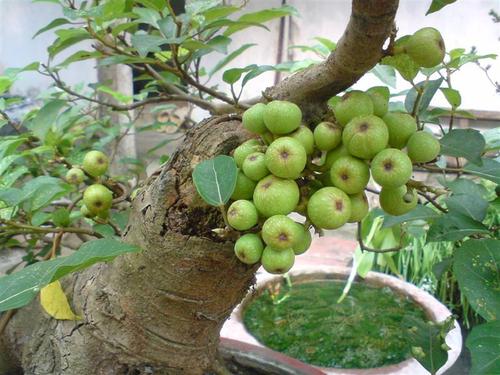 C&acirc;y sung c&oacute; nhiều &yacute; nghĩa, đặc biệt l&agrave; trong phong thủy