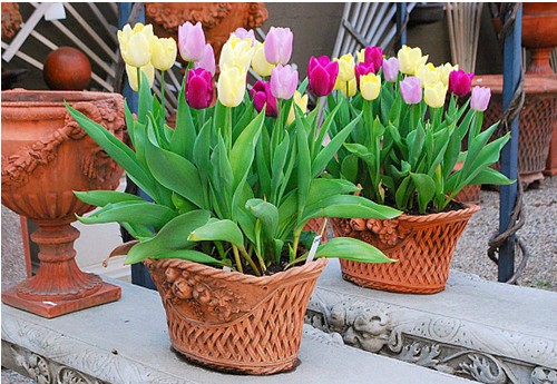 Hoa tulip chứa nhiều chất kiềm độc Hoa tulip chứa nhiều chất kiềm độc