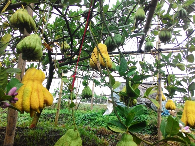 Hiện nay, ở Đắc Sở có hơn 100 hộ trồng Phật thủ, vườn quả của mỗi hộ ít thì 200 cây, nhiều thì khoảng 400 cây mỗi vườn. Phật thủ sai tuỳ cây, có cây 20 – 30 quả; cây sai, khoẻ, chăm sóc tốt lên đến 50 – 60 quả/cây, đặc biệt có cây lên trăm quả/gốc.