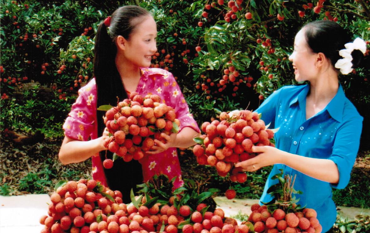 Miễn ph&iacute; kiểm dịch vải thiều xuất khẩu