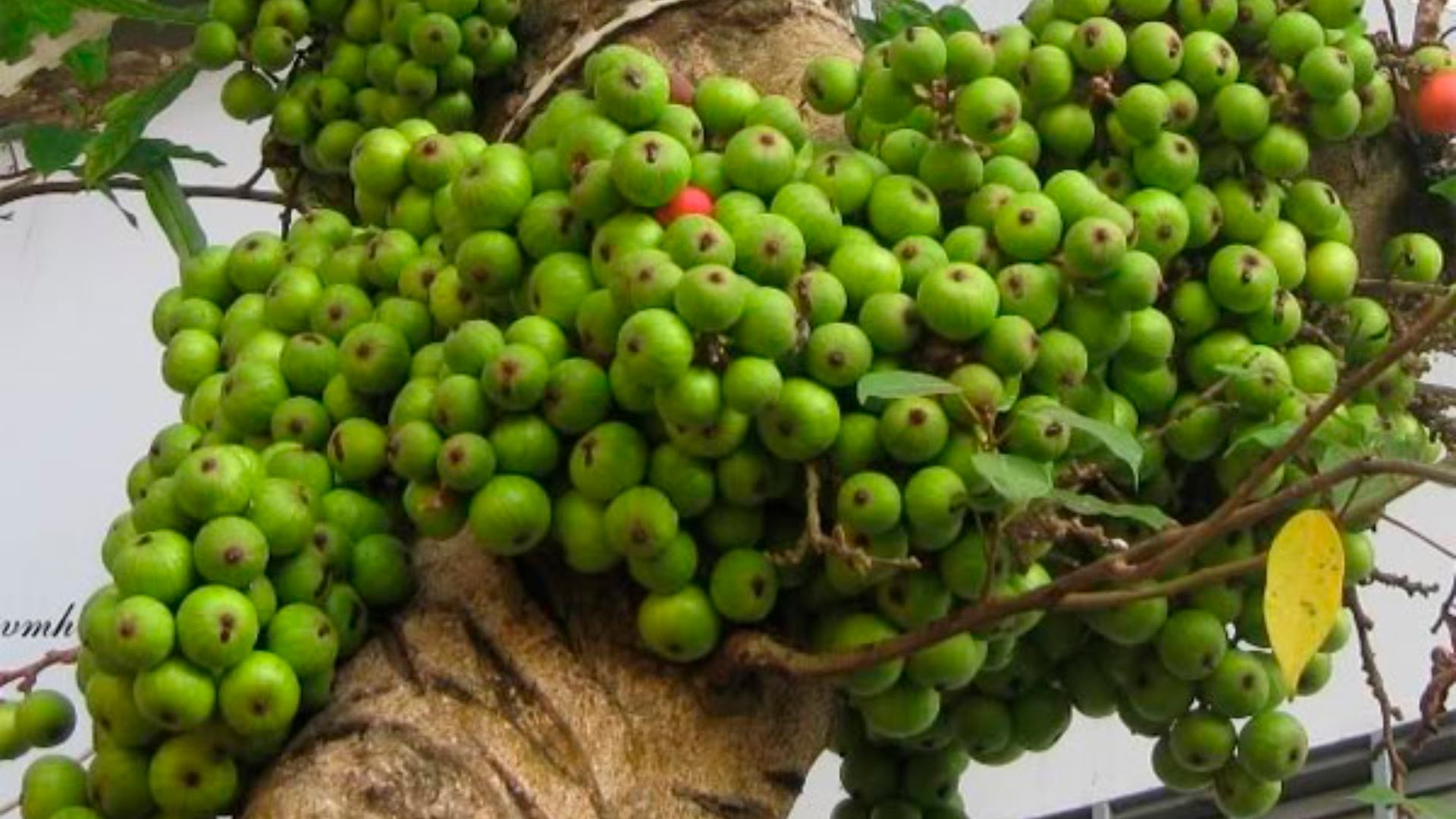 Một trong những c&ocirc;ng dụng của quả sung l&agrave; ngăn ngừa ung thư
