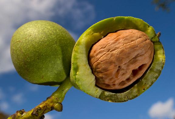 Quả &oacute;c ch&oacute; c&oacute; nghi ngờ bị nhiễm khuẩn Salmonella