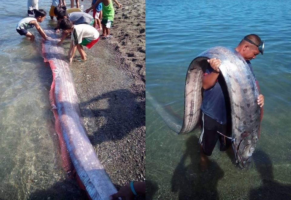 Con cá mái chèo dài 4m được phát hiện tại Philippines Con cá mái chèo dài 4m được phát hiện tại Philippines