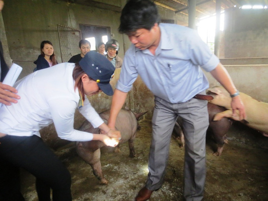 C&aacute;c cơ quan chức năng tỉnh Quảng B&igrave;nh kiểm tra số heo được nu&ocirc;i nhốt tại l&ograve; Hải Dương