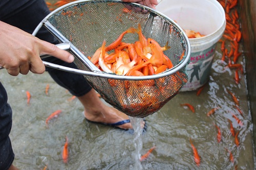 Thả cá chép trong ngày cúng ông Công, ông Táo đã trở thành nét đẹp văn hóa của dân tộc Việt Nam 